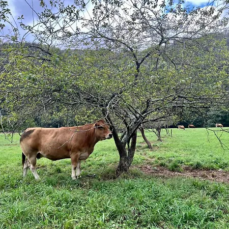 Bonito Apartamento Rural, Wifi, Terraza Y Piscina En Navelgas Casa vacanze *
